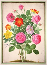 Roses, planche 4 du Florilège de Nassau